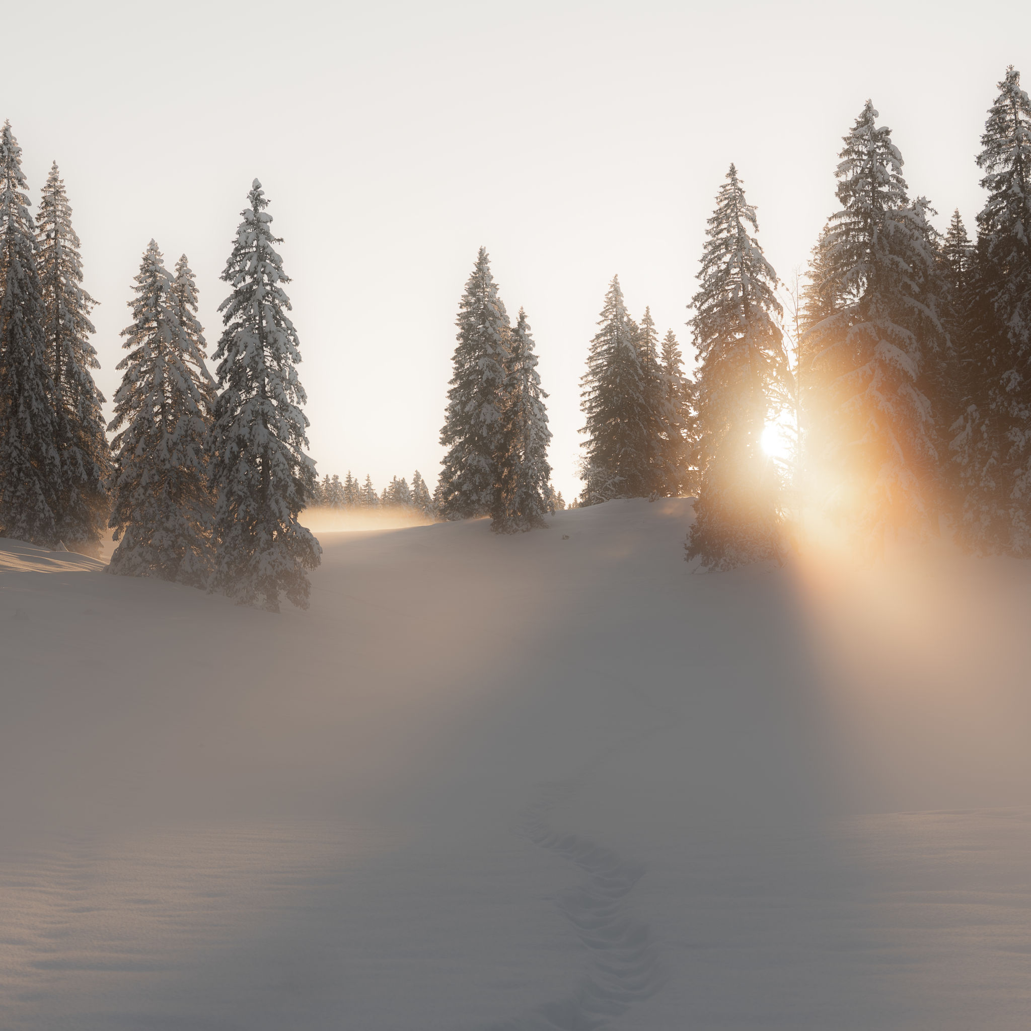 Sur les traces de l'hiver :